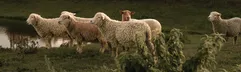 BoerenBed Hoeve den Overdraght