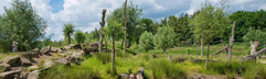 Kind loopt over een avontuurlijke boomstambrug over een vijver in de grote natuurspeeltuin van Landal Klein Oisterwijk.