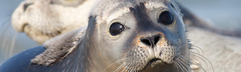 Twee nieuwsgierige zeehonden die liggen te zonnen op een zandbank in de Oosterschelde, een leuke tip voor een dagje uit vanaf De Banjaard.