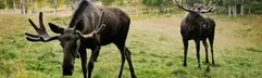 17-daagse autorondreis 'Nils' door Zweden