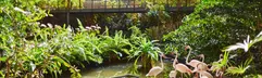 Een groep roze flamingo's staat bij het water in het weelderige, groene indoor tropisch regenwoud van Tropical Islands.