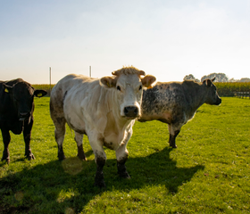 BoerenBed De Brabantse Hei