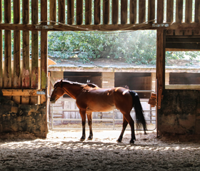 Boerenbed Ferme de Vanadal