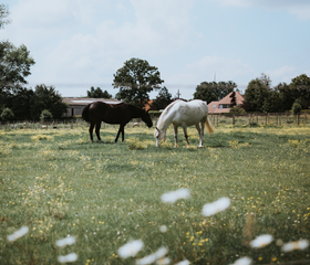 BoerenBed Hoeve Brugge