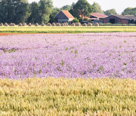 BoerenBed Hoeve Zeeland