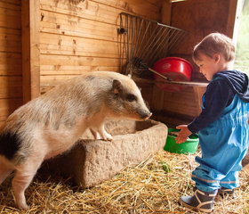 Een jong kind aait een lief biggetje in de boerderijstal van Hilserhof, een onvergetelijke boerderijervaring voor kinderen.