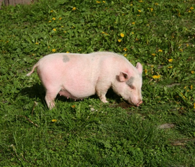 Schattig biggetje in het gras op de kinderboerderij van Hohenwarter Seehof, een leuke attractie voor gezinnen met jonge kinderen.