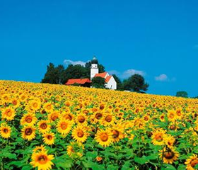 Een prachtig landschap in Beieren met een groot veld vol zonnebloemen en een kerkje op een heuvel.