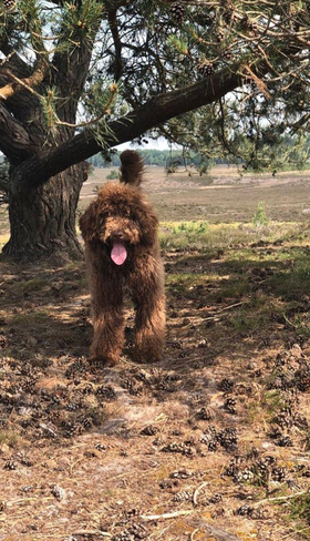 Een vrolijke, bruine labradoodle hond rent los in de bossen van de Veluwe, in de omgeving van Bospark De Schaapskooi.