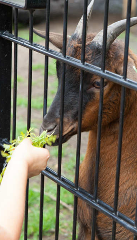 Een kind voert een bruine geit door het hek op de kinderboerderij van vakantiepark De Wije Werelt op de Veluwe.