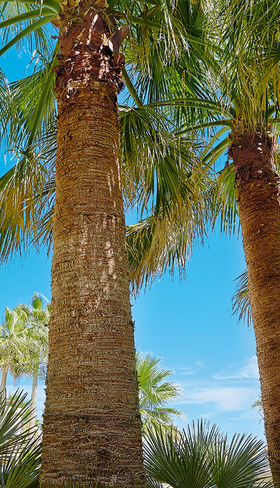 Hoge, wuivende palmbomen tegen een strakblauwe lucht in de tuin van Grecotel Club Marine Palace op Kreta, wat zorgt voor een tropische vakantiesfeer.