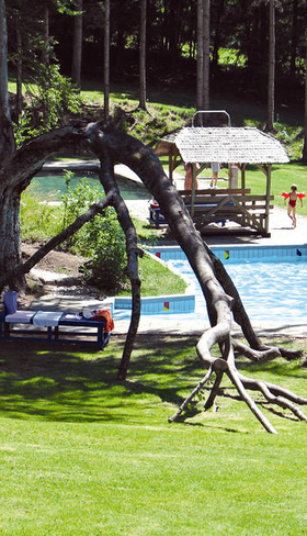 Het buitenzwembad van KNAUS Campingpark Lackenhäuser, prachtig gelegen in het groen met een opvallende boom die over het water buigt.