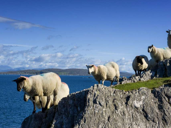11- of 12-daagse meivakantie Ierland