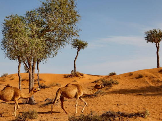 Bedouin Oasis Desert Camp