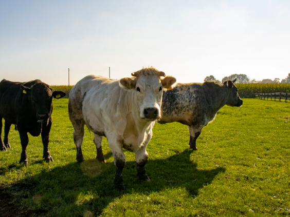 BoerenBed De Brabantse Hei