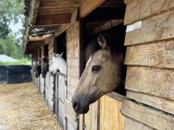 BoerenBed Ecuries de Gapennes