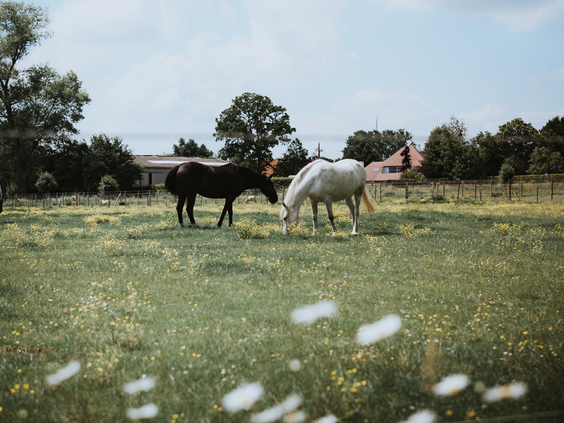 BoerenBed Hoeve Brugge