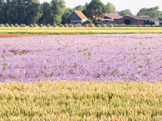 BoerenBed Hoeve Zeeland