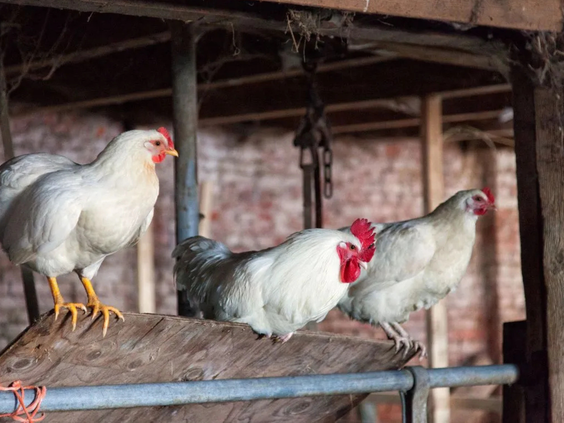 BoerenBed Hoeve Zeeland