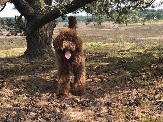 Een vrolijke, bruine labradoodle hond rent los in de bossen van de Veluwe, in de omgeving van Bospark De Schaapskooi.