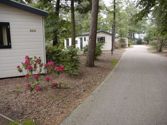 Een verhard pad loopt langs de witte, vrijstaande chalets die verscholen liggen tussen de bomen op Bospark De Schaapskooi.