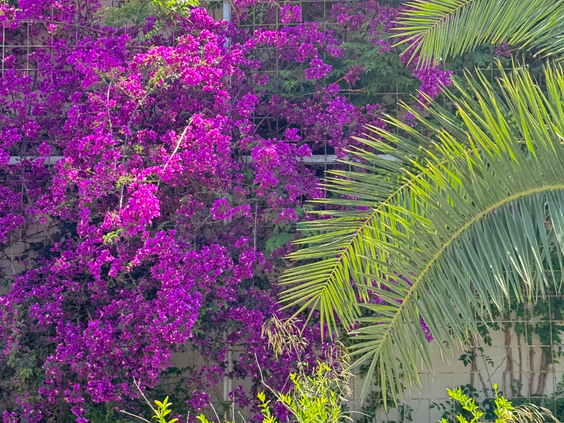 Cactus Hotel Club Yali Resort