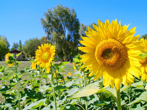 Camping Camp de Florence