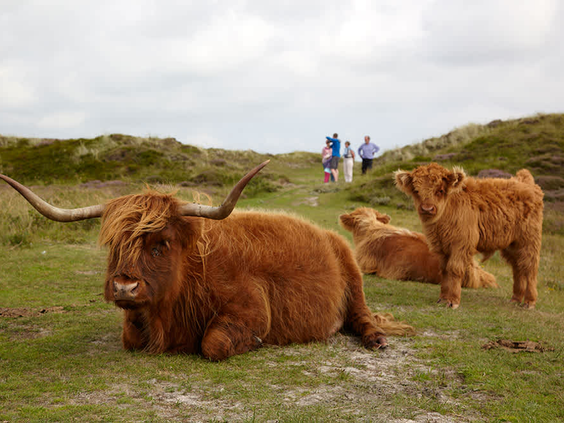 Grote, bruine Schotse Hooglanders met lange horens liggen te rusten in het gras van de duinen op Texel, met wandelaars op de achtergrond.