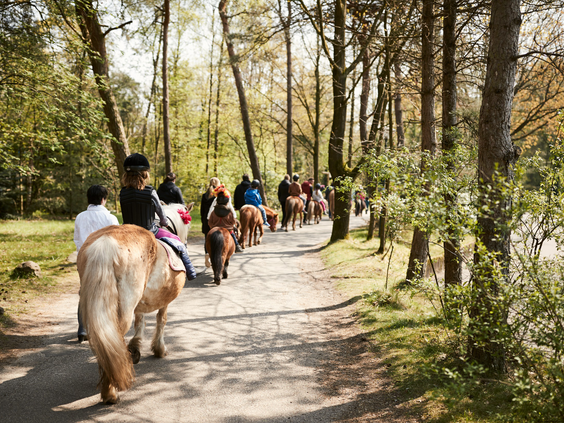 Een groep kinderen maakt een begeleide ponyrit over een bospad in de zonnige, bosrijke omgeving van Center Parcs Het Meerdal.