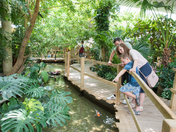 Een moeder en dochter kijken vanaf een houten brug naar de vissen in het water in de tropische jungle van Center Parcs Port Zélande.