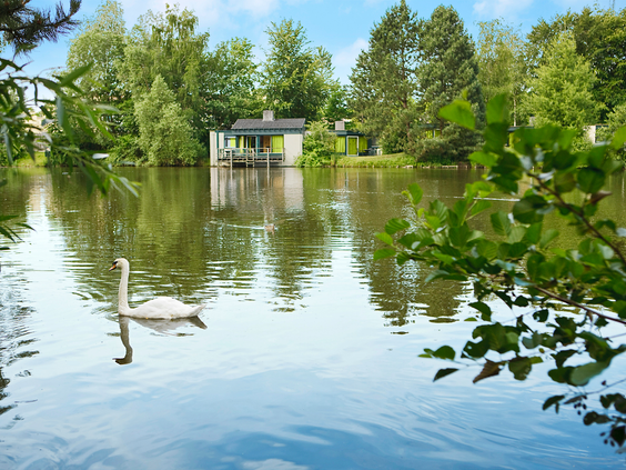 Een witte zwaan zwemt in het rustige water omringd door bomen bij Center Parcs De Eemhof, met op de achtergrond een cottage aan de waterkant.