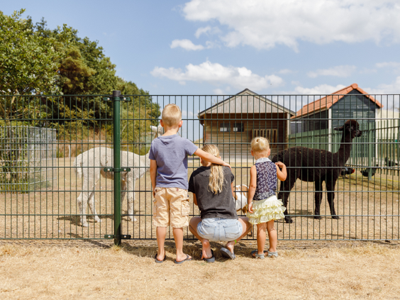 Kinderen kijken bij de dierenweide van Molecaten Park De Flaasbloem naar een witte pony en een zwarte alpaca.