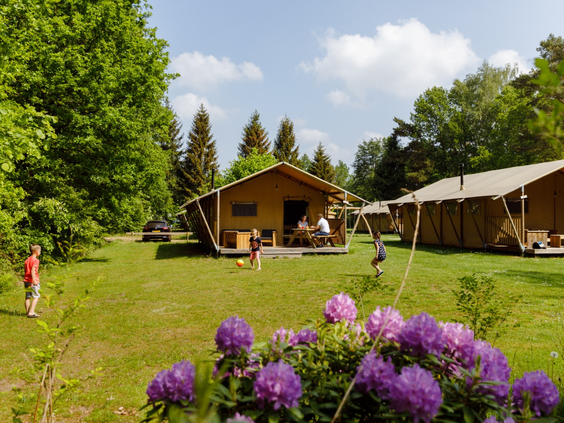 Een zonnig overzicht van de luxe safaritenten (glamping) op een ruim groen veld bij RCN de Roggeberg, omringd door natuur.