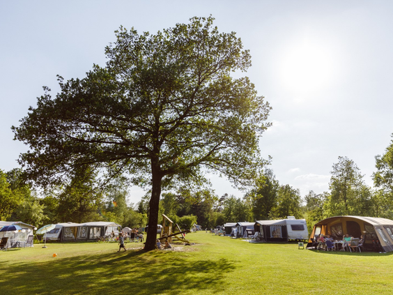 Een ruim en groen kampeerveld op RCN de Roggeberg, met zonnige en schaduwrijke plaatsen voor caravans en tenten tussen de bomen.