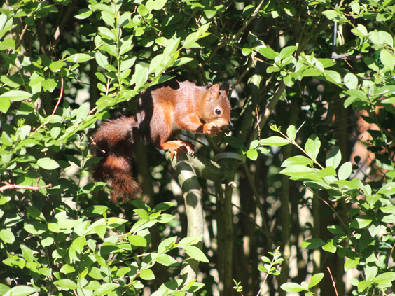 Een nieuwsgierige rode eekhoorn kijkt vanuit de groene bladeren van een struik op vakantiepark De Wielerbaan op de Veluwe.
