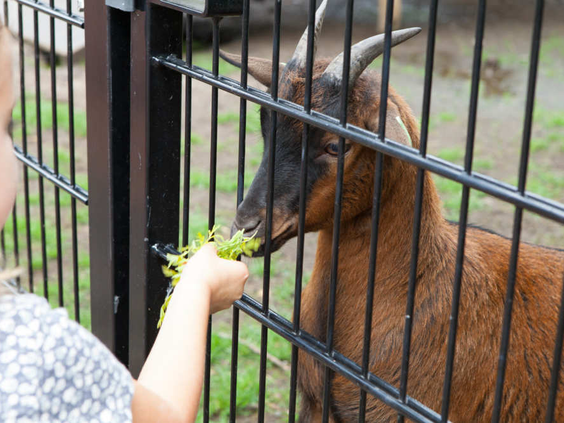Een kind voert een bruine geit door het hek op de kinderboerderij van vakantiepark De Wije Werelt op de Veluwe.