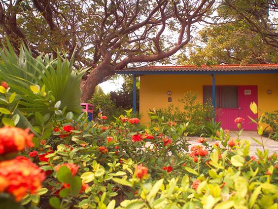 Divi Flamingo Beach Resort