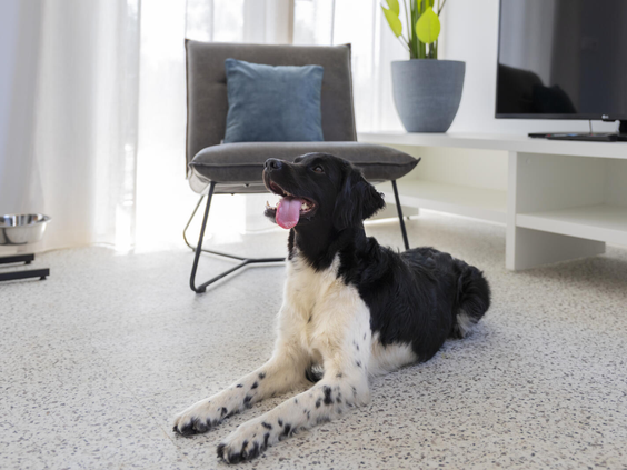 Een hond ligt ontspannen in de woonkamer van een huisdiervriendelijke vakantiewoning op Dormio Resort Nieuwvliet-Bad.