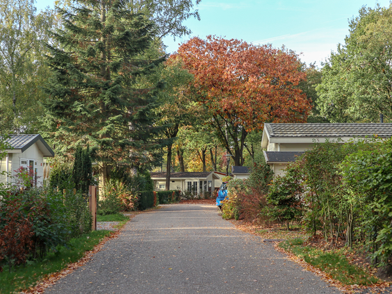 Een rustig pad dat door het bosrijke Droompark Hooge Veluwe slingert, langs de verschillende chalets en vakantiehuisjes.