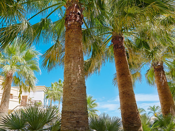 Hoge, wuivende palmbomen tegen een strakblauwe lucht in de tuin van Grecotel Club Marine Palace op Kreta, wat zorgt voor een tropische vakantiesfeer.