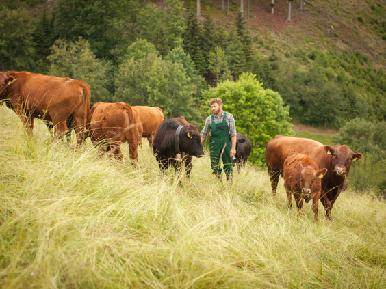 Een boer loopt tussen zijn koeien in een groene weide bij Hilserhof, illustrerend het authentieke boerderijleven.