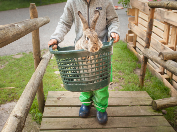 Een kind draagt voorzichtig een konijn in een mand over een houten brug bij Hilserhof, een lieve interactie met de boerderijdieren.