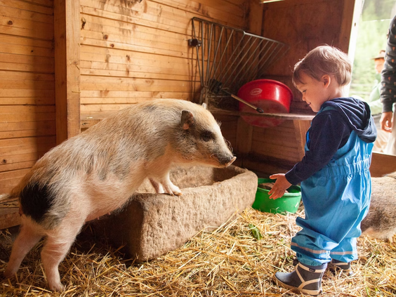 Een jong kind aait een lief biggetje in de boerderijstal van Hilserhof, een onvergetelijke boerderijervaring voor kinderen.