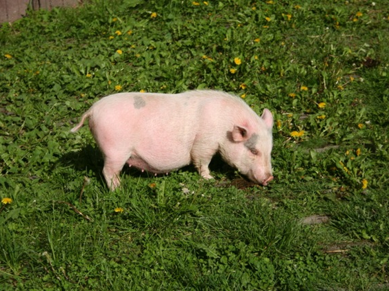 Schattig biggetje in het gras op de kinderboerderij van Hohenwarter Seehof, een leuke attractie voor gezinnen met jonge kinderen.