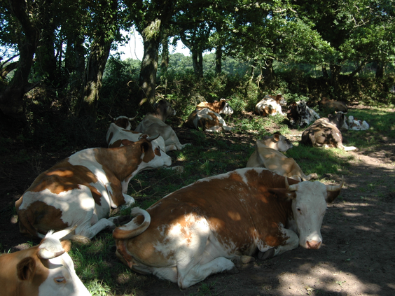 La Ferme de Penquelen
