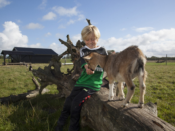 Een jongen die een kleine geit aait op de kinderboerderij (Klappegeiter) van Lalandia Billund.