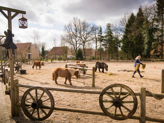 Overzicht van de bedrijvigheid op de Ponyranch van Landal het Land van Bartje, waar pony's in de bak lopen en kinderen toekijken en helpen met voeren.