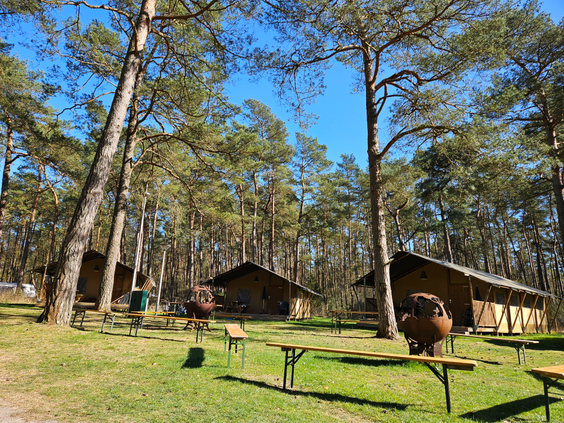 De vrijstaande bungalows en safaritenten van Landal Coldenhove liggen prachtig tussen de hoge dennenbomen op de Veluwe.