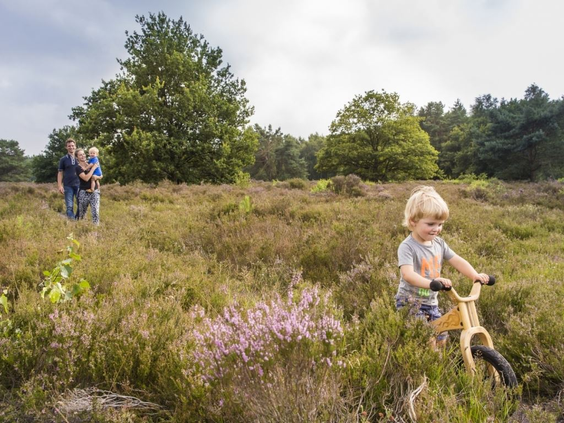 Een klein jongetje op een houten loopfiets rijdt door de bloeiende paarse heide in een natuurgebied in Drenthe.