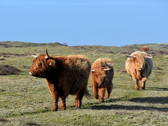 Een kudde Schotse Hooglanders met hun dikke vacht en grote hoorns graast in een natuurgebied in de provincie Drenthe.